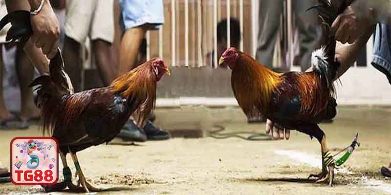 Thuật ngữ đá gà - Chạy lồng và quần sương