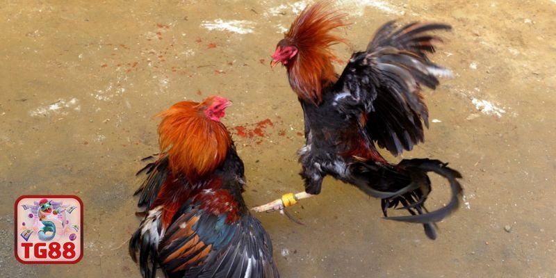 Đá gà TG88 - Minh bạch trận đấu và tiêu chuẩn theo dõi